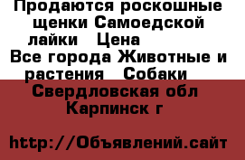 Продаются роскошные щенки Самоедской лайки › Цена ­ 40 000 - Все города Животные и растения » Собаки   . Свердловская обл.,Карпинск г.